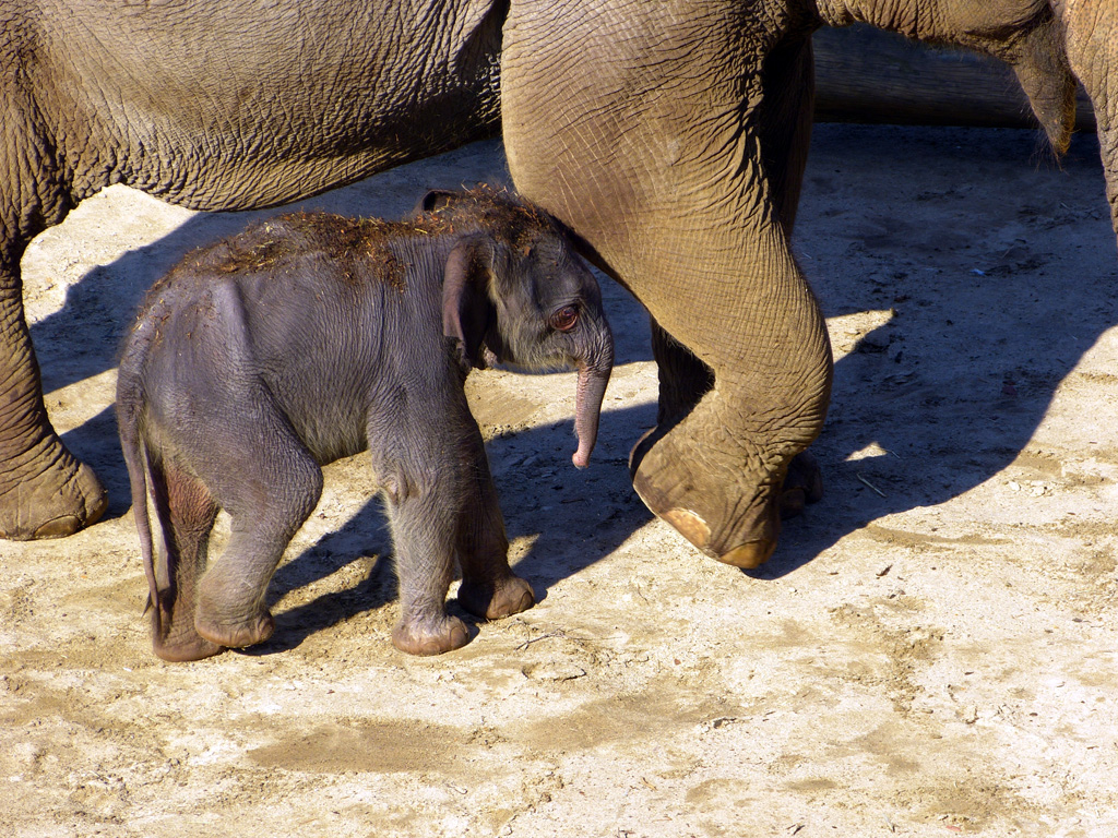 Neu im Kölner Zoo 1.jpg