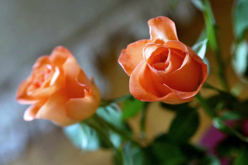 Rosen P1120616.jpg