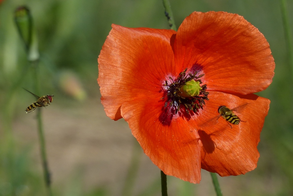 Mohn + Schwebefliegen.jpg