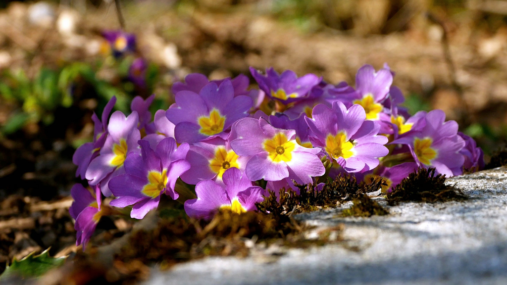 Primeln P1120693.jpg