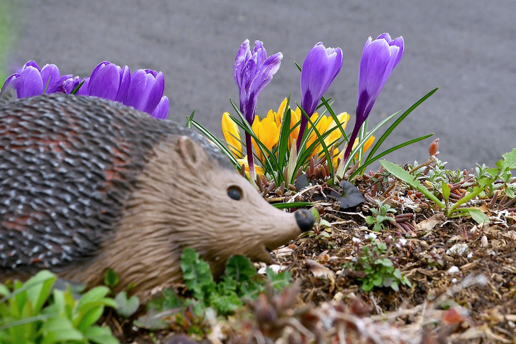 Krokusse und Igel P1120784.jpg