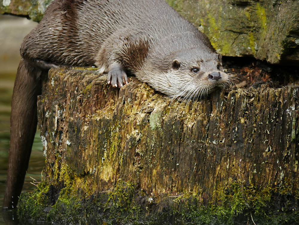 Otter.jpg