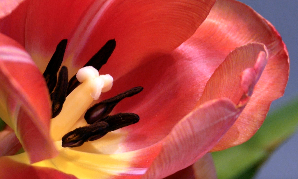 Tulpe 2016-03-29 um 14.03.34.jpg