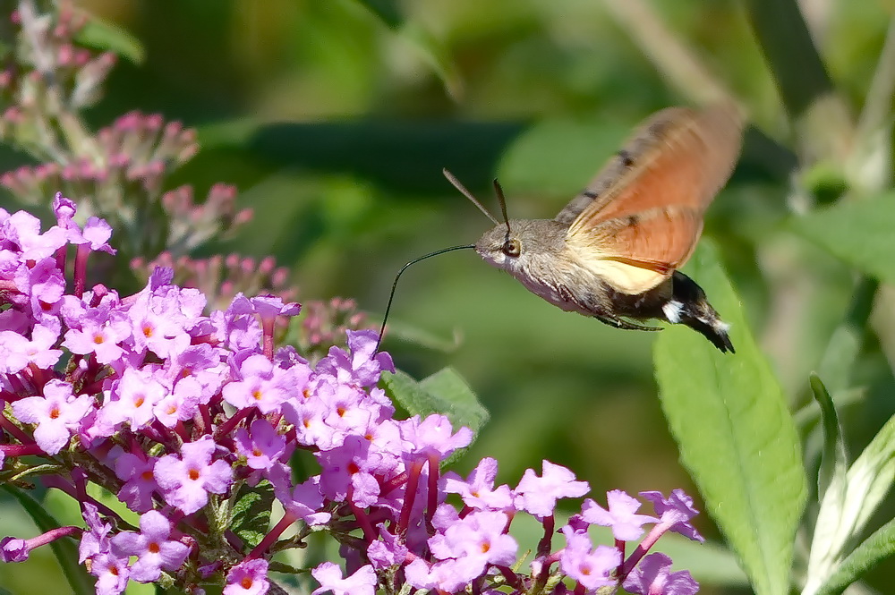 Taubenschwänzchen im Flug.JPG