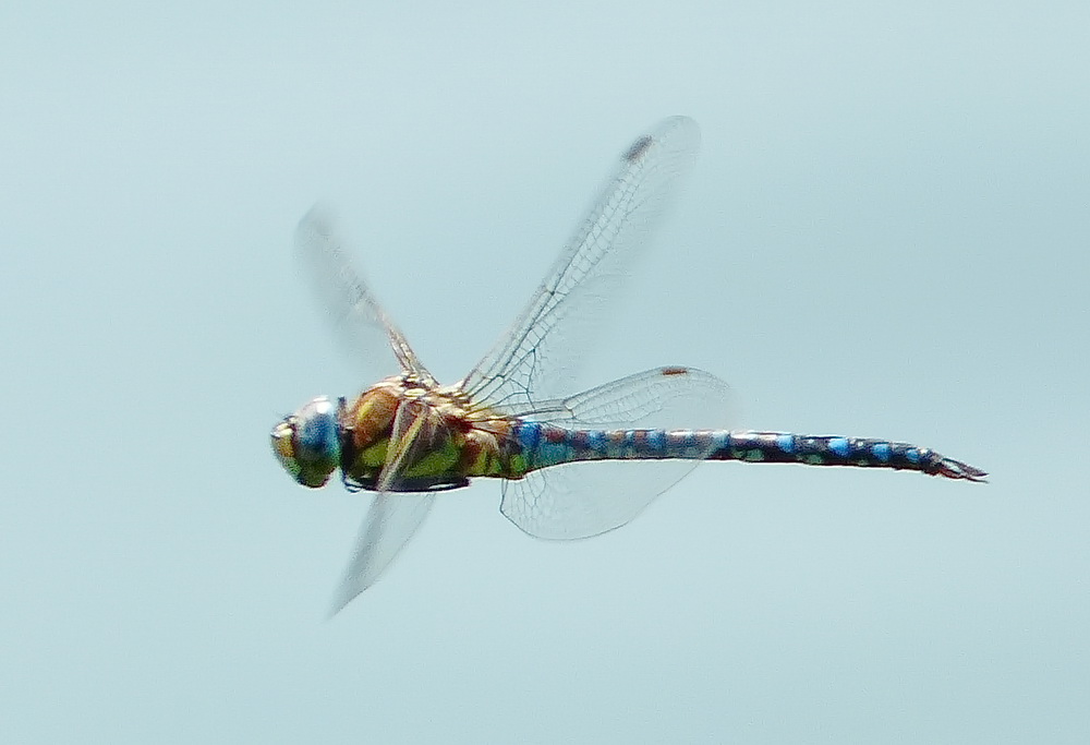 Libelle im Fluf.JPG