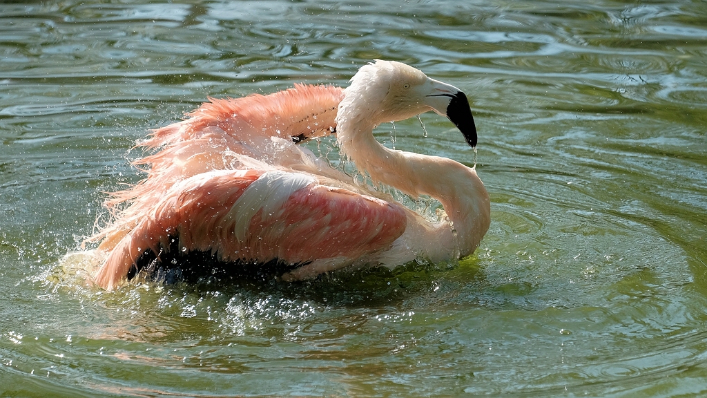 comp_flamDSCF7302p.jpg