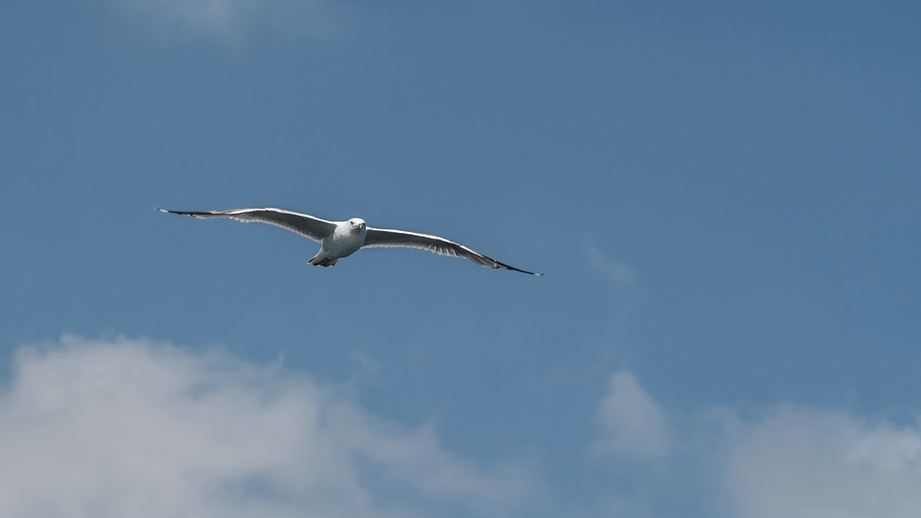 comp_Möwe im Flug.jpg