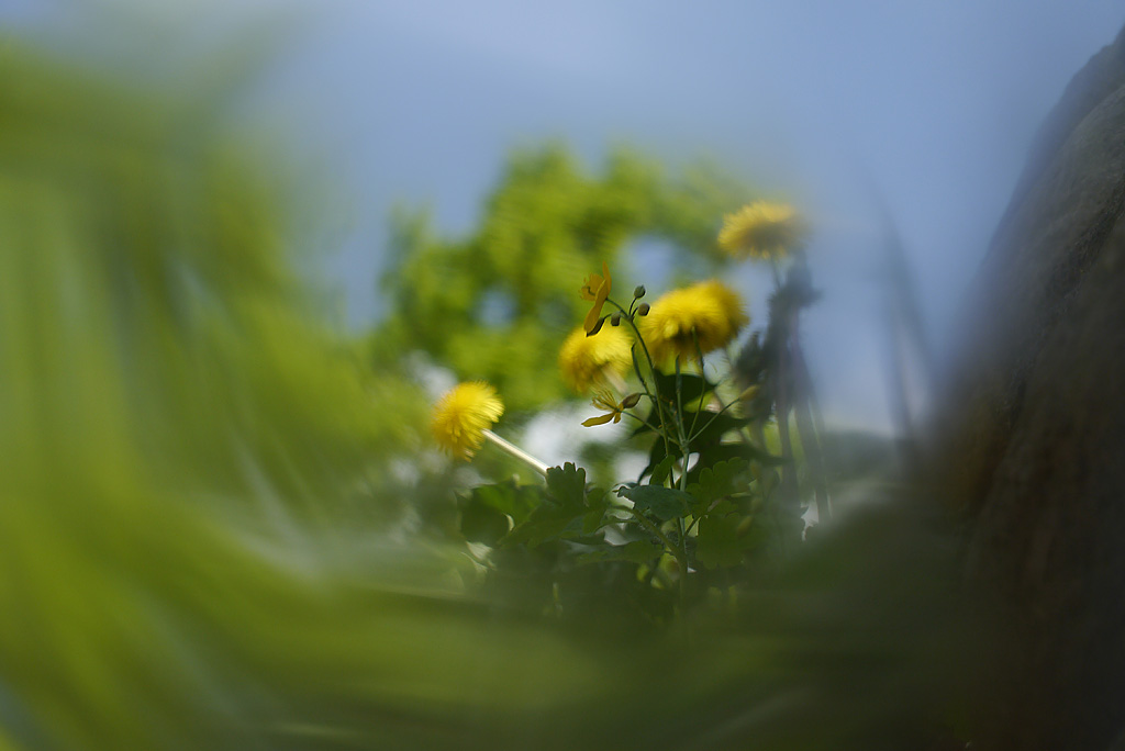 Blumen mal anders _1560842.jpg