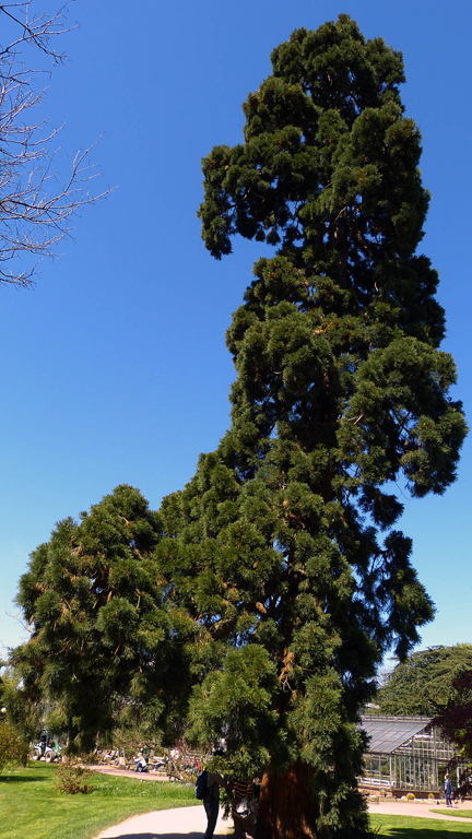 Mammutbaum in der Flora Koln.jpg