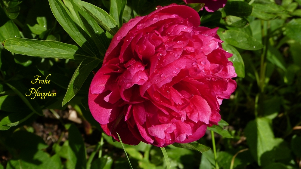 verkleinert-Frohe Pfingsten.jpg