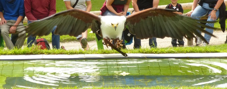 P1190125 Weißkopfseeadler 2.JPG