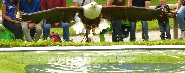 P1190124 Weißkopfseeadler 1.JPG