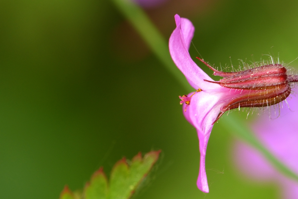 blüte12016..kl.jpg
