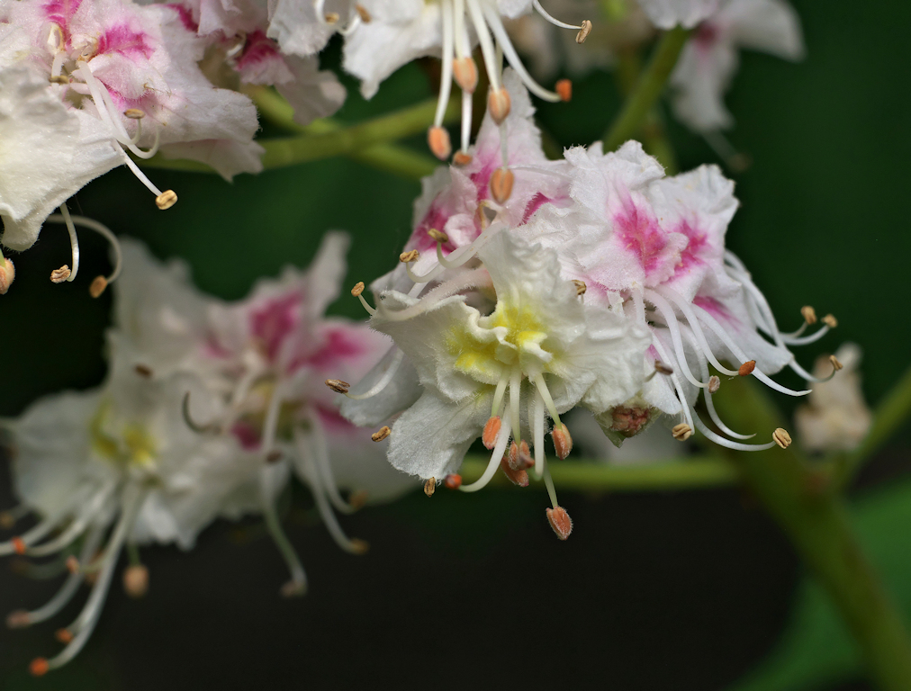 vorletzte Kastanienblüte 160518.jpg